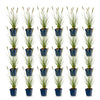 Lampenputzergras ‚Hameln' – Pennisetum alopecuroides – Ansicht 2
