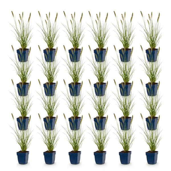 Lampenputzergras ‚Hameln' – Pennisetum alopecuroides – Ansicht 2