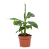 Banane ‚Tropicana' – Musa