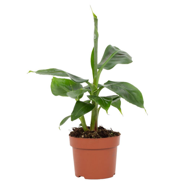 Banane ‚Tropicana' – Musa