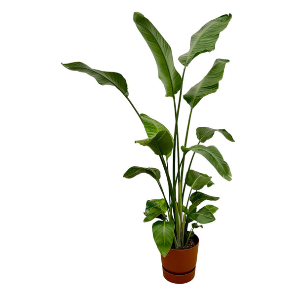 Baumstrelitzie – Strelitzia nicolai