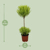 Zitronenzypresse ‚Goldcrest Wilma' – Cupressus macrocarpa – Ansicht 2