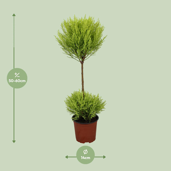 Zitronenzypresse ‚Goldcrest Wilma' – Cupressus macrocarpa – Ansicht 2