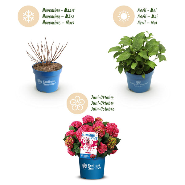 Bauernhortensie ‚Endless Summer Summer Love Red' – Hydrangea macrophylla – Ansicht 4