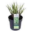 Chinaschilf ‚Strictus' – Miscanthus sinensis – Ansicht 8