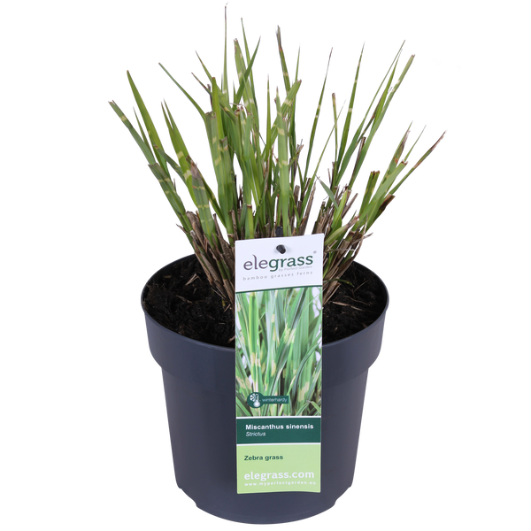 Chinaschilf ‚Strictus' – Miscanthus sinensis – Ansicht 8