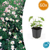 Herbst-Anemone ‚Robustissima' – Anemone tomentosa