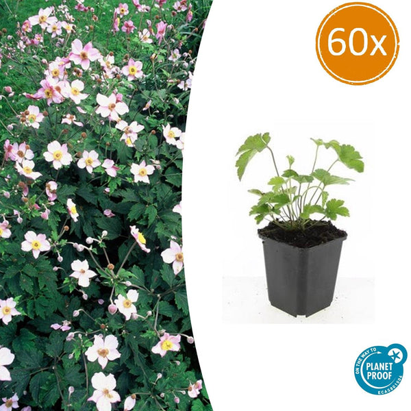 Herbst-Anemone ‚Robustissima' – Anemone tomentosa