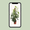 Efeutute ‚Albo Variegata' – Epipremnum pinnatum – Ansicht 4