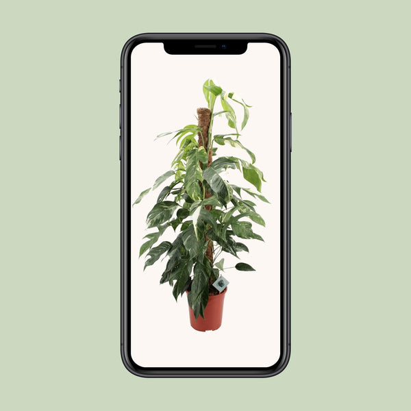 Efeutute ‚Albo Variegata' – Epipremnum pinnatum – Ansicht 4