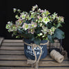 Lenzrose ‚Angels Glow' – Helleborus – Ansicht 5