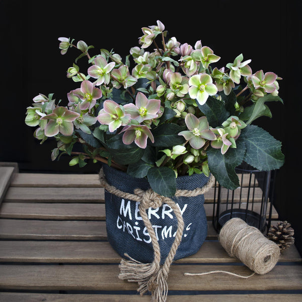 Lenzrose ‚Angels Glow' – Helleborus – Ansicht 5