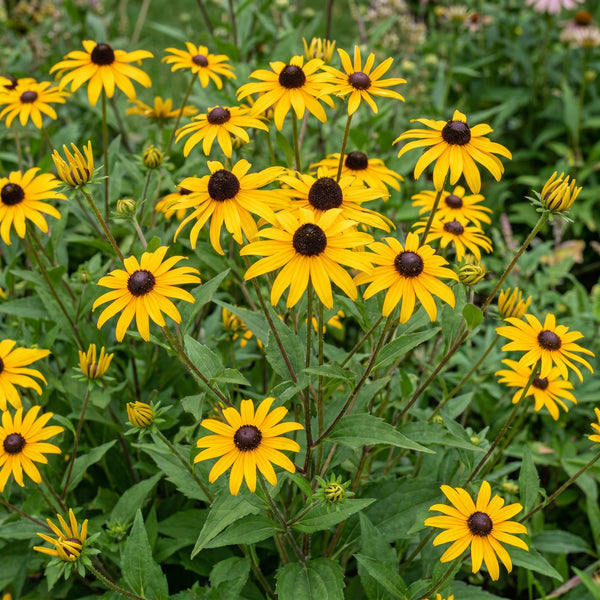 Sonnenhut ‚Goldsturm' – Rudbeckia fulgida – Ansicht 6