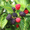 Brombeere ‚Thornfree Evergreen' – Rubus fruticosus – Ansicht 4
