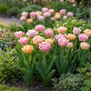 Tulpe ‚Peaches & Kisses' – Tulipa – Ansicht 2
