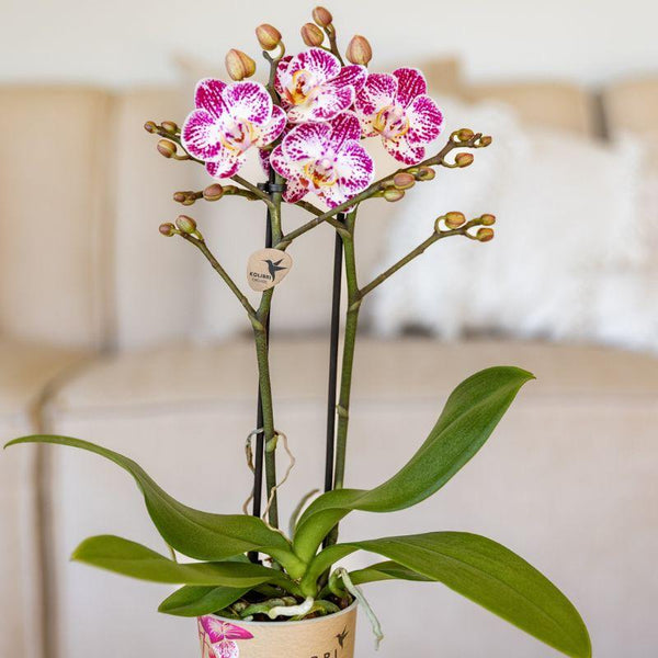 Schmetterlingsorchidee ‚Diamond Bora Bora' – Phalaenopsis – Ansicht 9