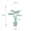Alocasia-Set „Duo Cucullata & Lauterbachiana" – Alocasia cucullata und Alocasia lauterbachiana – Ansicht 4