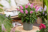 Schmetterlingsflieder ‚Butterfly Candy Little Pink' – Buddleja davidii – Ansicht 6