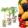 Fruitplanten - Tricolour - Rode Bes - Gele Framboos - Zwarte Braam- Winterhard - 3 Planten - Pot9cm
