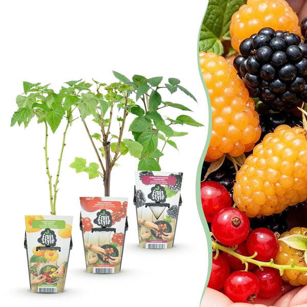 Fruitplanten - Tricolour - Rode Bes - Gele Framboos - Zwarte Braam- Winterhard - 3 Planten - Pot9cm