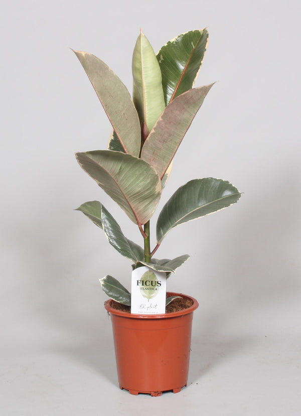Gummibaum ‚Tineke' – Ficus elastica