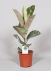 Gummibaum ‚Tineke' – Ficus elastica – Ø 17 cm · 60 cm