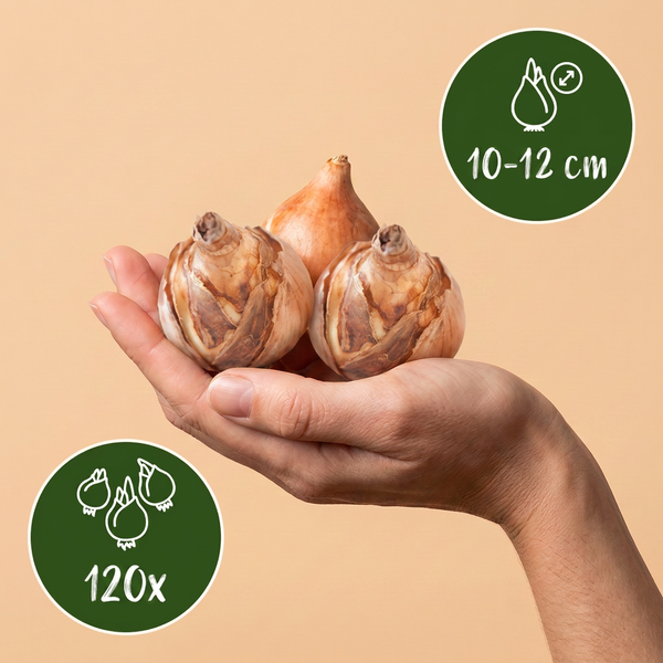 Blumenzwiebel-Set „Feuchtgarten" – Sommerblüher für feuchte Standorte – Ansicht 3