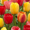 Darwin-Tulpe ‚Darwin Hybride Mix' – Tulipa – 30 Stück
