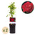 Kletterrose ‚Red Climber' – Rosa
