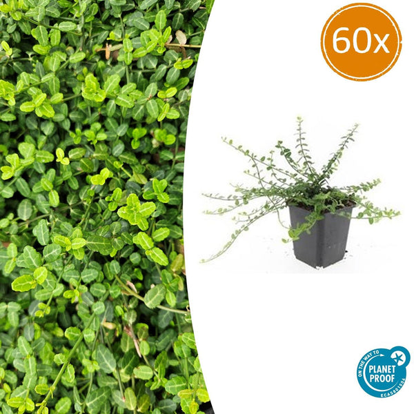 Kriechspindel ‚Minimus' – Euonymus fortunei
