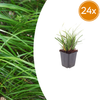 Japan-Segge – Carex morrowii