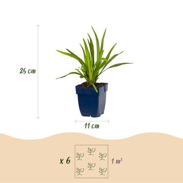 Prachtscharte ‚Alba' – Liatris spicata – Ansicht 3