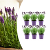 Schopflavendel ‚Anouk' – Lavandula stoechas