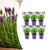 Schopflavendel ‚Anouk' – Lavandula stoechas