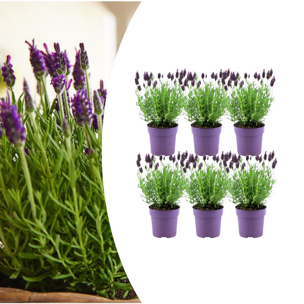 Schopflavendel ‚Anouk' – Lavandula stoechas
