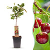 Süßkirsche ‚Regina' – Prunus avium