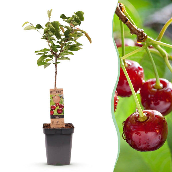 Süßkirsche ‚Regina' – Prunus avium