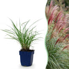 Chinaschilf ‚Red Chief' – Miscanthus sinensis