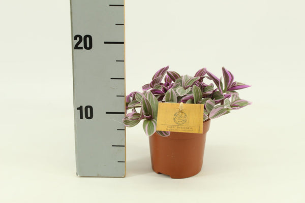Dreimasterblume ‚Sweetness' – Tradescantia
