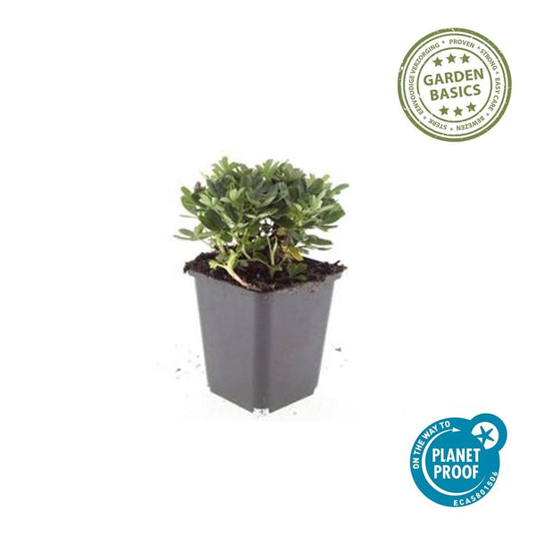 Dreizähniges Fingerkraut ‚Nuuk' – Potentilla tridentata – Ansicht 5