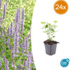 Duftnessel ‚Blue Fortune' – Agastache