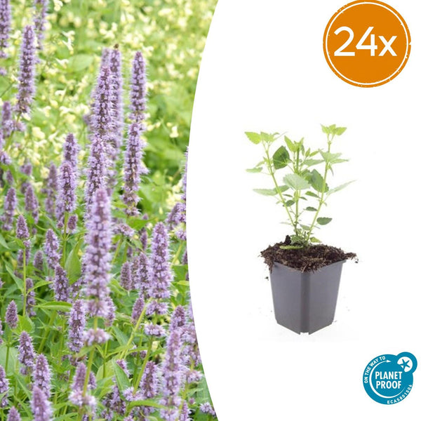 Duftnessel ‚Blue Fortune' – Agastache
