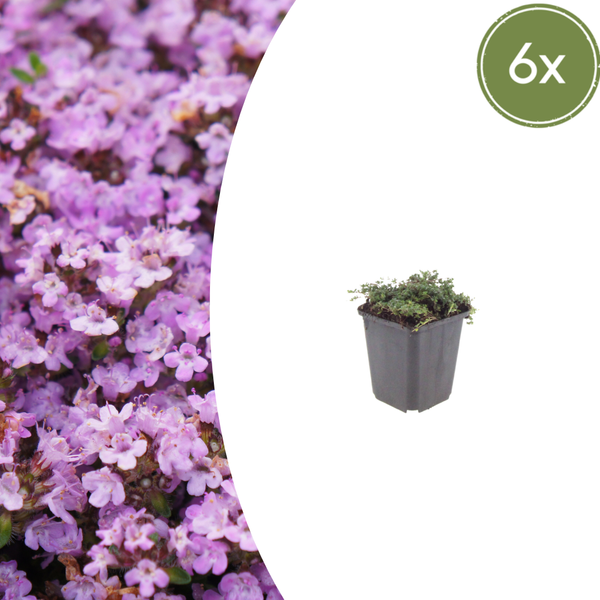 Frühblühender Thymian ‚Purple Beauty' – Thymus praecox