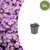 Frühblühender Thymian ‚Purple Beauty' – Thymus praecox – 6 Stück