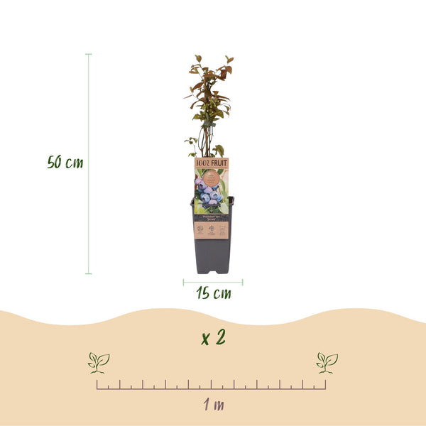 Heidelbeere ‚Jersey' – Vaccinium corymbosum – Ansicht 3