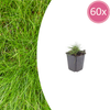 Bärenfell-Schwingel – Festuca gautieri