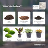 Terrarium-Set „Calathea“ – Pfeilwurz mit Start- und Nachfüllpaket
