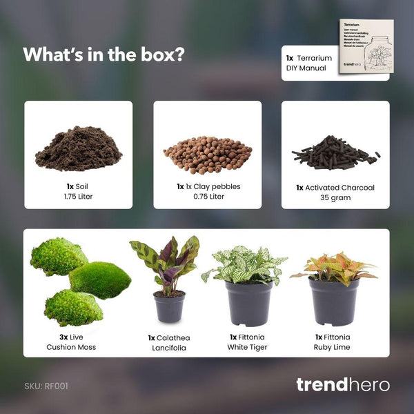 Terrarium-Set „Calathea“ – Pfeilwurz mit Start- und Nachfüllpaket