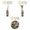 Heidelbeere ‚Pink Lemonade' – Vaccinium corymbosum – Ansicht 4
