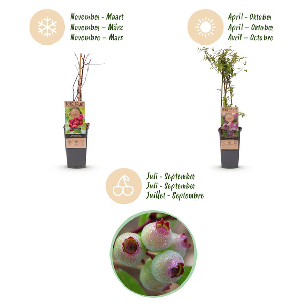 Heidelbeere ‚Pink Lemonade' – Vaccinium corymbosum – Ansicht 4